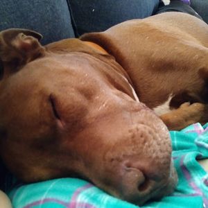 Meet your Posher, Audrey